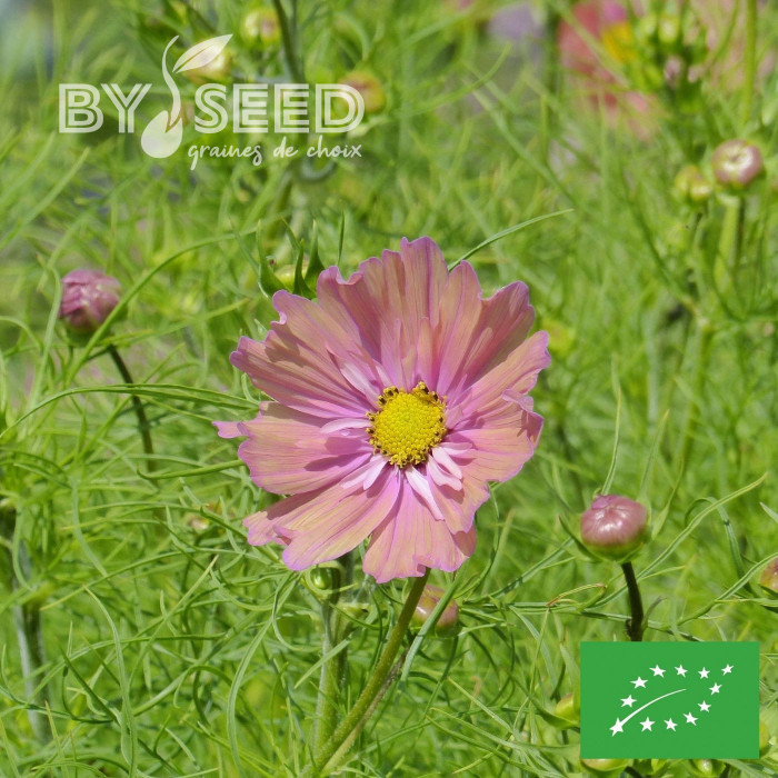 Cosmos Apricotta BIO