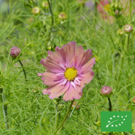 Cosmos Apricotta BIO