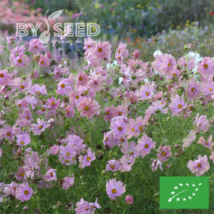 Cosmos Apricotta BIO