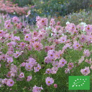 Cosmos Apricotta BIO