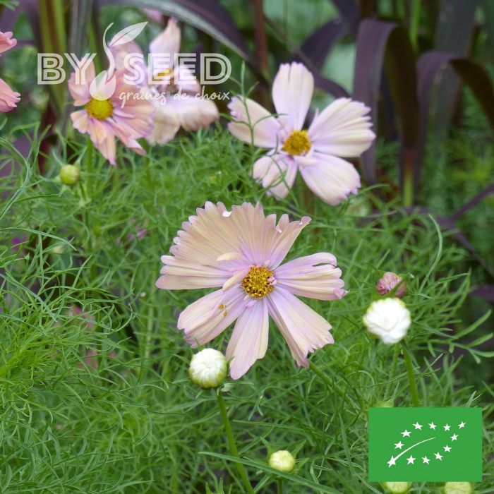 Cosmos Apricotta BIO