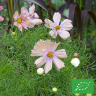 Cosmos Apricotta BIO