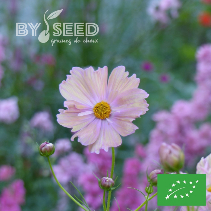 Cosmos Apricotta BIO