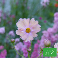 Cosmos Apricotta BIO