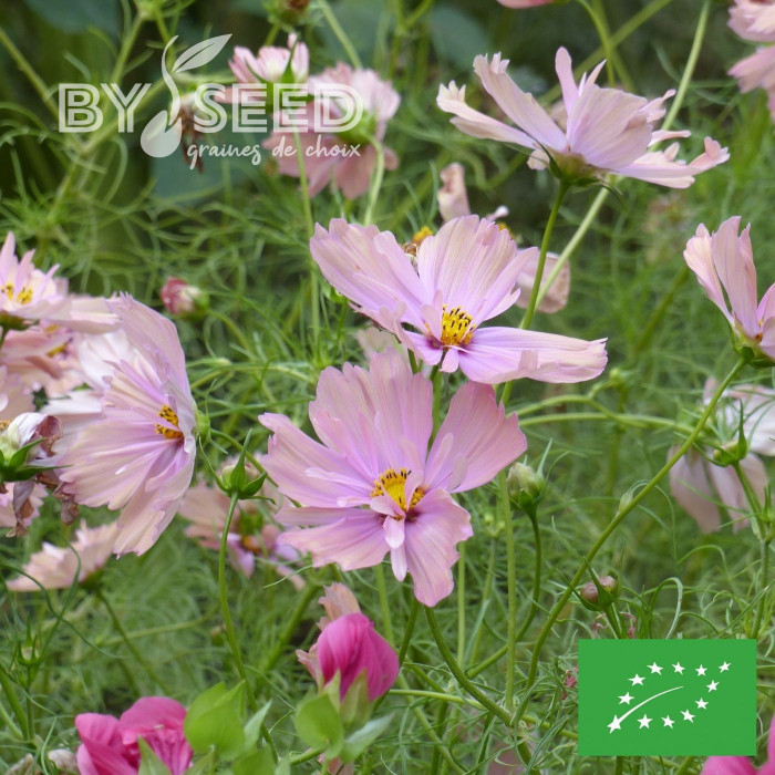 Cosmos Apricotta BIO