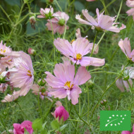 Cosmos Apricotta BIO