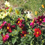 Dahlia simple Piccolo Mix