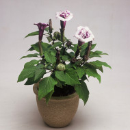 Datura Ballerina Purple