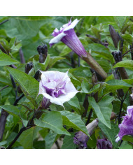 Datura Ballerina Mix