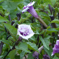 Datura Ballerina Purple