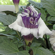 Datura Ballerina Purple