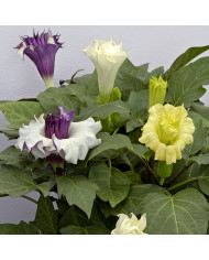 Datura Ballerina Purple