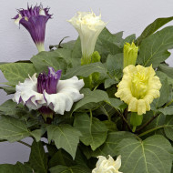 Datura Ballerina Mix