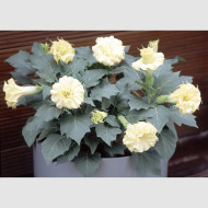 Datura Ballerina Yellow