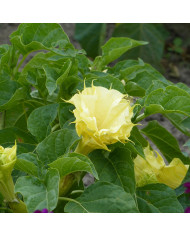 Datura Ballerina White