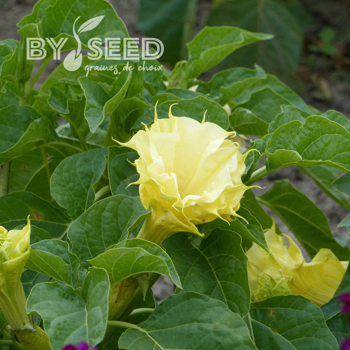 Datura Ballerina Yellow