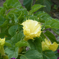 Datura Ballerina Yellow