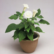 Datura Ballerina White
