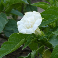 Datura Ballerina White