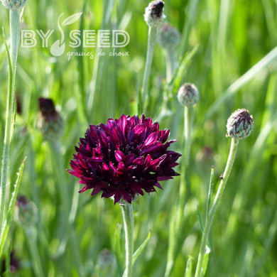 Centaurée barbeau Black Ball