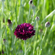 Centaurée barbeau Black Ball
