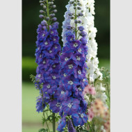 Delphinium Guardian Blue