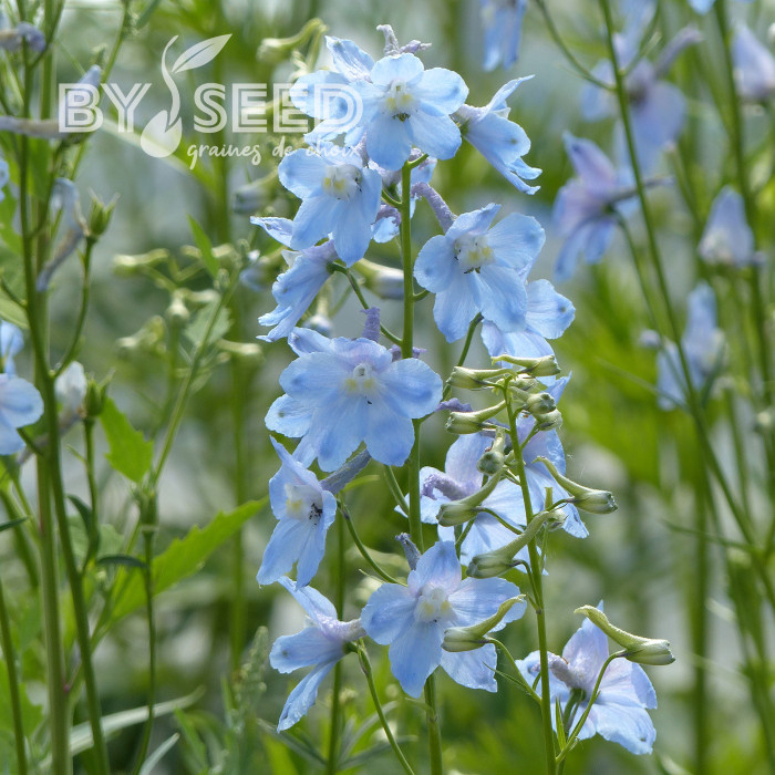 Delphinium belladonna Cliveden Beauty