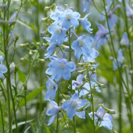 Delphinium belladonna Cliveden Beauty
