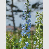 Delphinium belladonna Cliveden Beauty