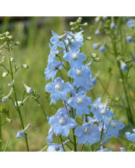 Delphinium Guardian Blue