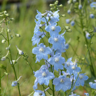 Delphinium belladonna Cliveden Beauty