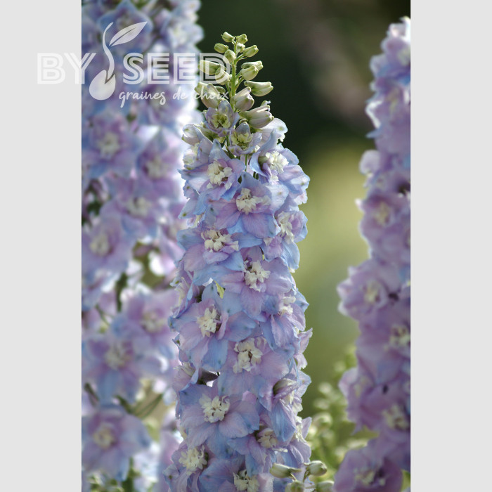 Delphinium Guardian Lavender