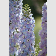 Delphinium Guardian Lavender