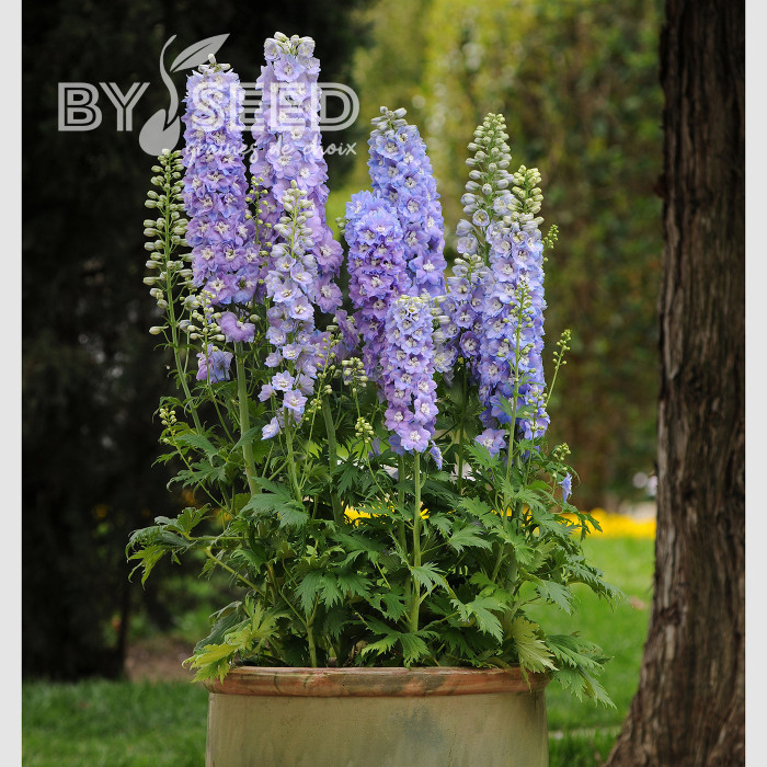 Delphinium Guardian Lavender