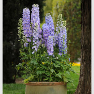 Delphinium Guardian Lavender