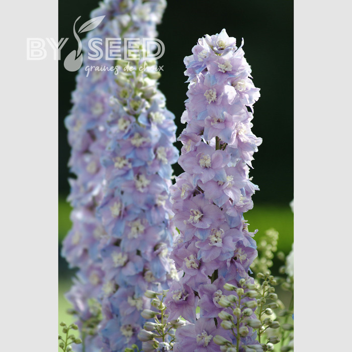 Delphinium Guardian Lavender