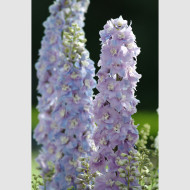 Delphinium Guardian Lavender
