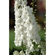 Delphinium Guardian White