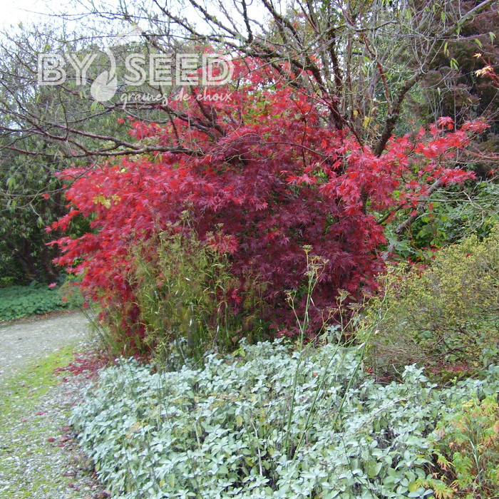 Erable du Japon Atropurpureum