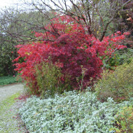 Erable du Japon Atropurpureum