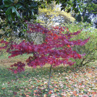 Erable du Japon Atropurpureum