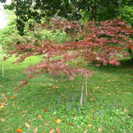 Erable du Japon Atropurpureum
