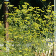 Fenouil sauvage non bulbeux