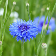 Centaurée barbeau Blue Boy
