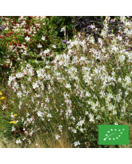 Gomphrena haageana QIS® Carmine
