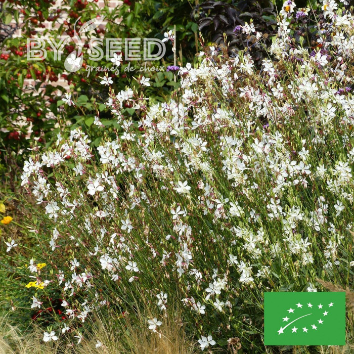 Gaura lindheimeri The Bride BIO