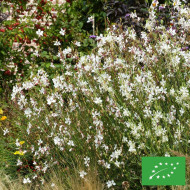 Gaura lindheimeri The Bride BIO