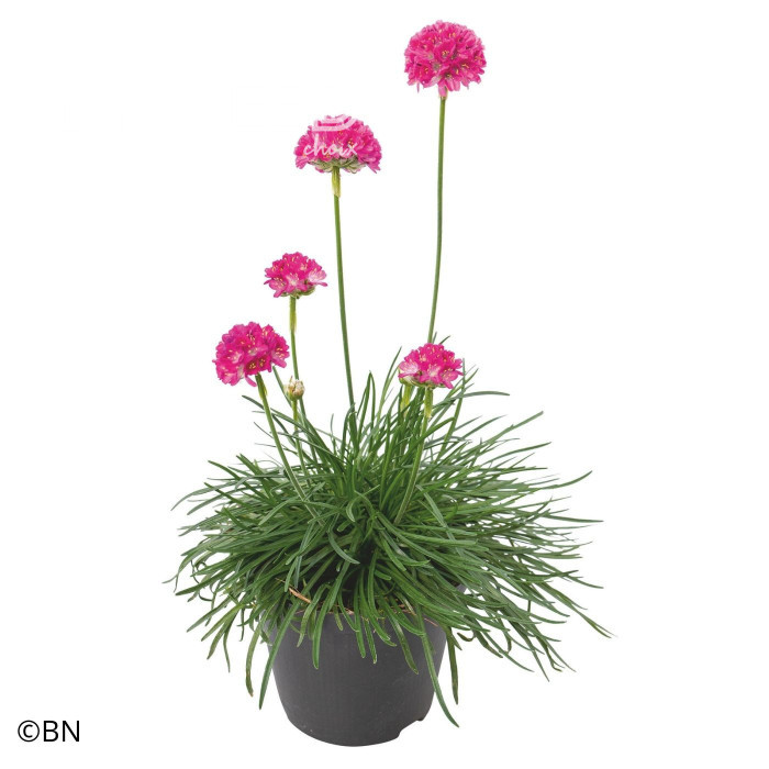 Armeria maritima Morning Star Deep Rose (Gazon d'Espagne)