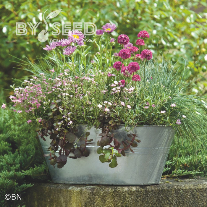 Armeria maritima Morning Star Deep Rose (Gazon d'Espagne)