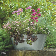 Armeria maritima Morning Star Deep Rose (Gazon d'Espagne)